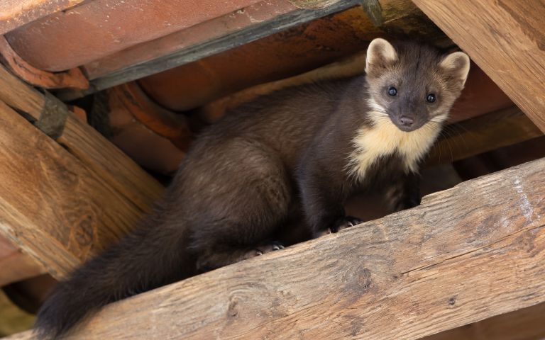 KI generiertes Bild: Ein Steinmarder auf einem Holzbalken