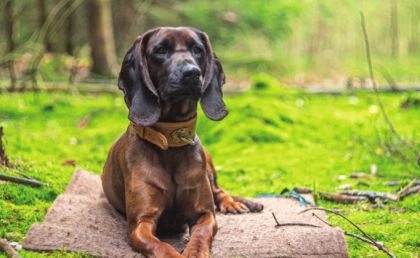 Ein Hund sitzt am mit Moos bedecktem Waldboden