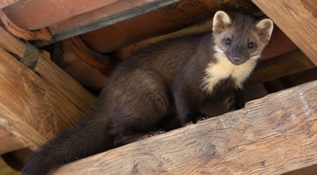 KI generiertes Bild: Ein Steinmarder auf einem Holzbalken